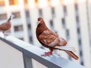 un piccione sul bordo di un balcone