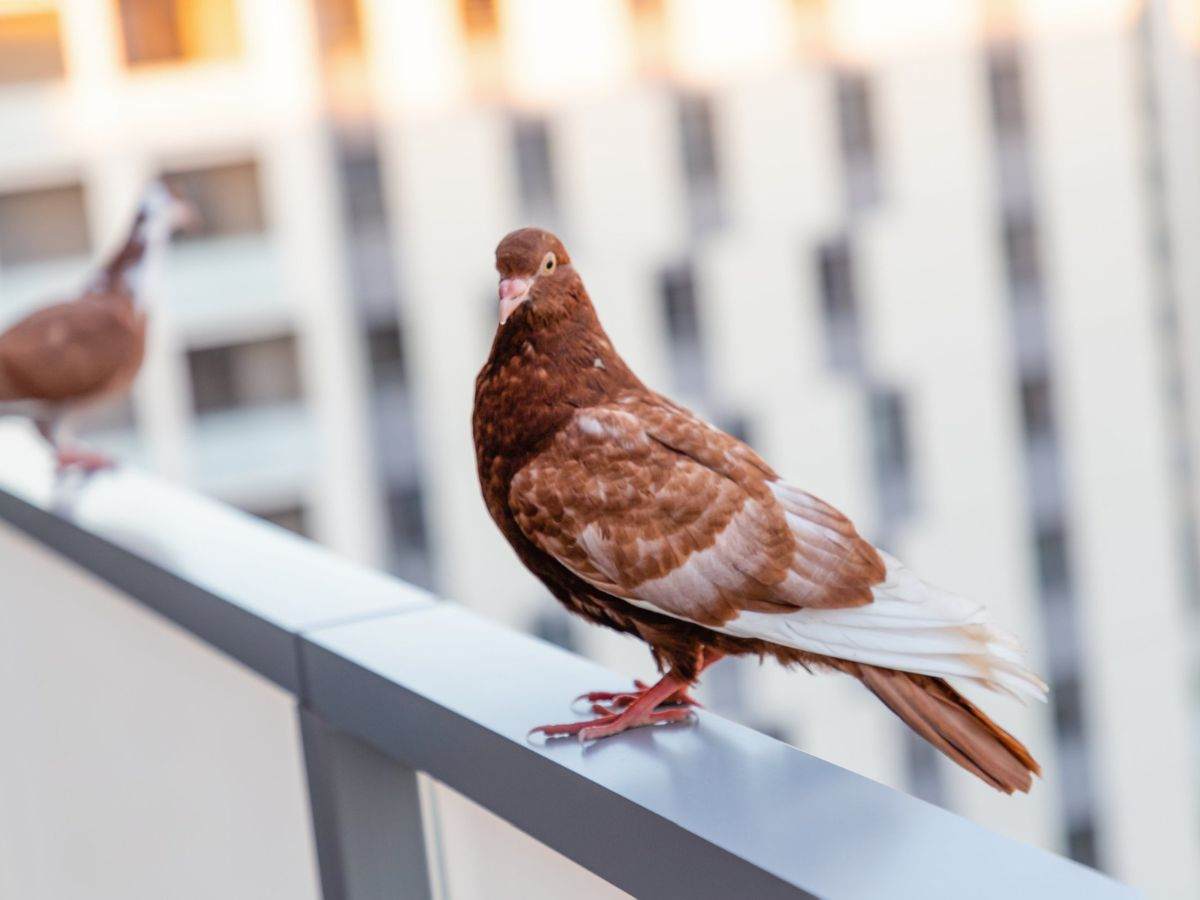 un piccione sul bordo di un balcone