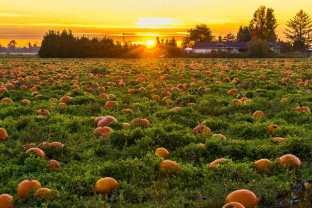campo di zucche al tramonto