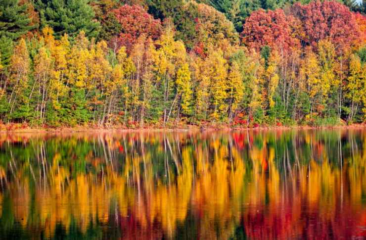 alberi riflessi in un lago