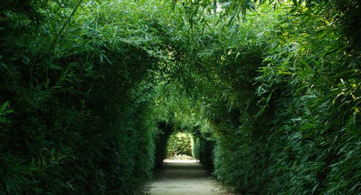 un tunnel nel verde
