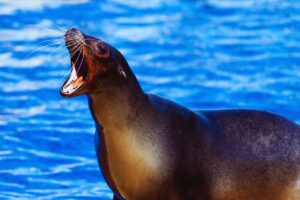 foca che urla