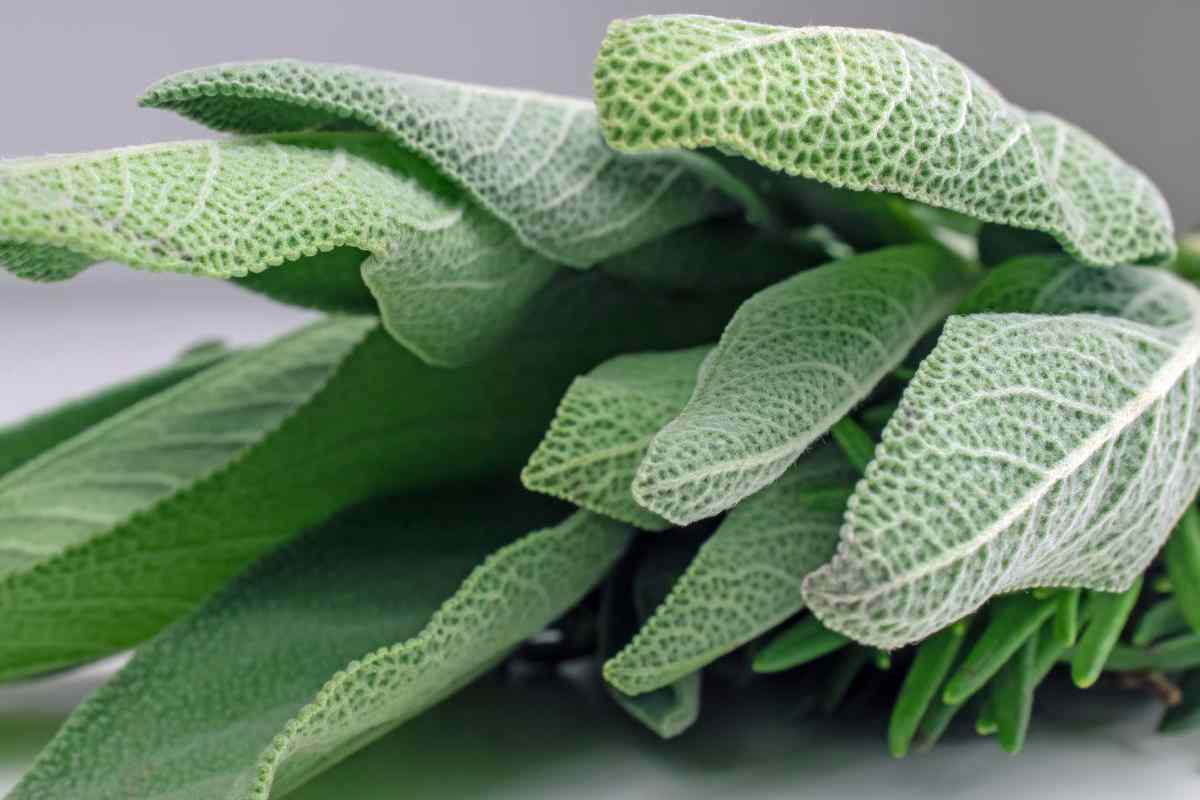 mazzetto di salvia fresca