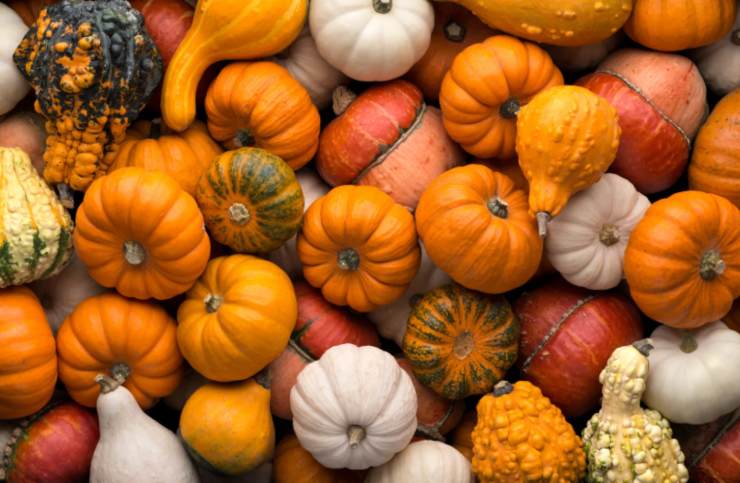 zucche di diverse varietà