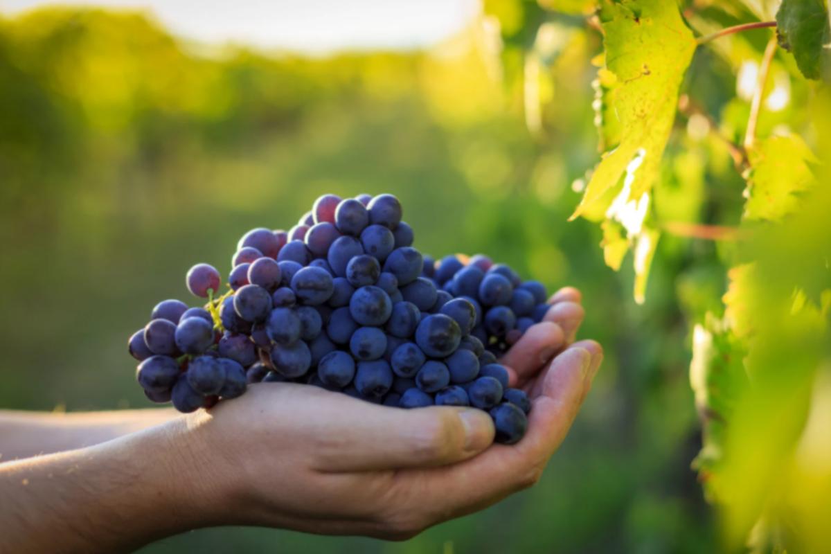 persona con in mano dei grappoli di uva 