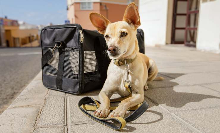 cane taglia media con trasportino