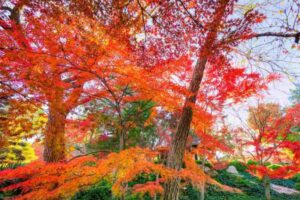 alberi in autunno