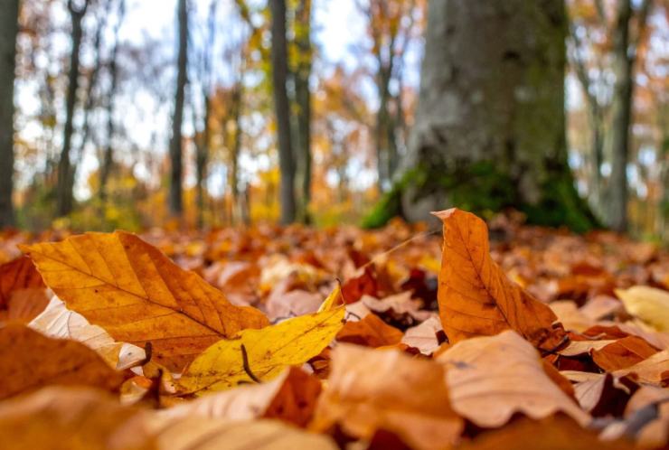 foglie degli alberi sul terreno